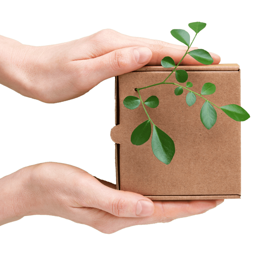 Versandkarton mit grüner Pflanze