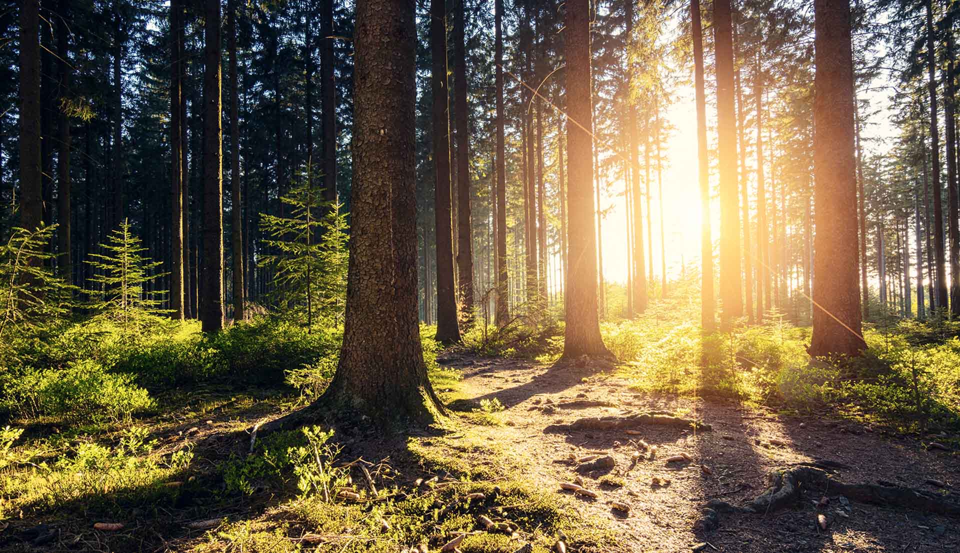 Waldszene mit einem Sonnenuntergang